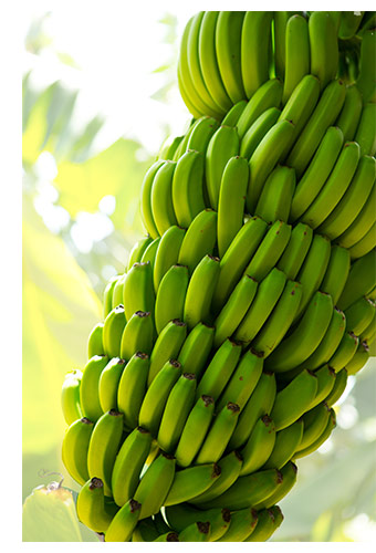 Buy Wholesale Bananas Sydney