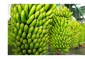 Buy Wholesale Bananas Sydney