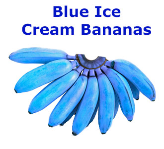 blue ice cream banana